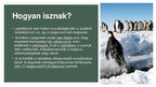 Prezentációk 'Császárpingvinek', 7.                
