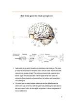 Kutatási anyagok 'Brain', 4.                