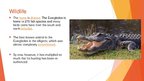 Prezentációk 'Everglades National Park bemutató prezentáció angolul', 6.                