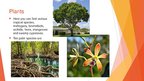 Prezentációk 'Everglades National Park bemutató prezentáció angolul', 7.                