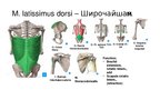 Prezentációk 'Мышцы корпуса. Часть 3', 4.                