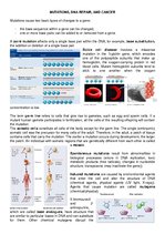 Összefoglalók, jegyzetek 'Mutations, DNA Repair, and Cancer', 1.                