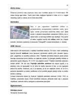 Záródolgozatok 'Terminologiearbeit auf Grund des Beispieltextes aus dem Baulexikon von Dietmar G', 43.                