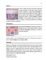 Záródolgozatok 'Terminologiearbeit auf Grund des Beispieltextes aus dem Baulexikon von Dietmar G', 47.                