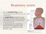 Prezentációk 'Respiratory System', 4.                