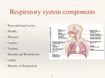 Prezentációk 'Respiratory System', 8.                