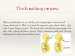 Prezentációk 'Respiratory System', 9.                