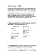 Kutatási anyagok 'Anatomy of the Eye', 7.                