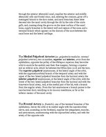 Kutatási anyagok 'Anatomy of the Eye', 9.                