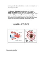 Kutatási anyagok 'Anatomy of the Eye', 11.                