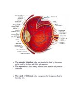 Kutatási anyagok 'Anatomy of the Eye', 14.                