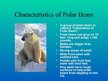 Prezentációk 'Arctic Animals - Polar Bears', 2.                