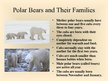 Prezentációk 'Arctic Animals - Polar Bears', 6.                
