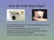 Prezentációk 'Arctic Animals - Polar Bears', 7.                
