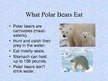 Prezentációk 'Arctic Animals - Polar Bears', 8.                