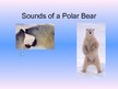 Prezentációk 'Arctic Animals - Polar Bears', 10.                