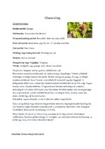 Összefoglalók, jegyzetek 'Borszőlők', 1.                