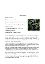 Összefoglalók, jegyzetek 'Borszőlők', 2.                