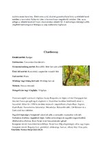 Összefoglalók, jegyzetek 'Borszőlők', 3.                