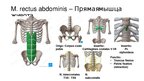 Prezentációk 'Мышцы корпуса', 3.                