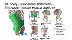 Prezentációk 'Мышцы корпуса', 4.                
