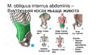 Prezentációk 'Мышцы корпуса', 5.                