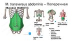 Prezentációk 'Мышцы корпуса', 6.                