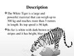 Prezentációk 'White Bengal Tiger', 2.                