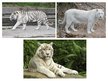 Prezentációk 'White Bengal Tiger', 3.                