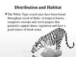 Prezentációk 'White Bengal Tiger', 4.                