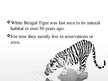 Prezentációk 'White Bengal Tiger', 5.                