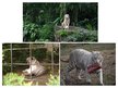 Prezentációk 'White Bengal Tiger', 6.                