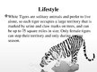 Prezentációk 'White Bengal Tiger', 7.                