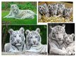 Prezentációk 'White Bengal Tiger', 8.                