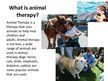 Prezentációk 'Animal Therapy', 2.                