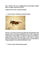 Prezentációk 'Vízi Állatok a Mecsekben', 3.                