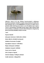 Prezentációk 'Vízi Állatok a Mecsekben', 4.                