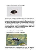 Prezentációk 'Vízi Állatok a Mecsekben', 5.                
