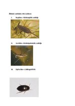 Prezentációk 'Vízi Állatok a Mecsekben', 22.                