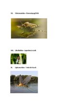 Prezentációk 'Vízi Állatok a Mecsekben', 24.                