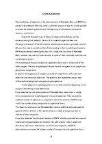 Kutatási anyagok 'Grmmatical Aspects of Automobile Advertisements', 28.                