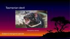 Prezentációk 'Endangered Species. Tasmanian Devil', 1.                