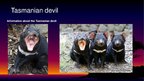 Prezentációk 'Endangered Species. Tasmanian Devil', 2.                