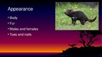 Prezentációk 'Endangered Species. Tasmanian Devil', 3.                