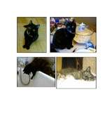 Esszék 'Cat’s Hotel', 4.                