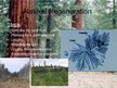 Prezentációk 'Reforestation Methods', 4.                