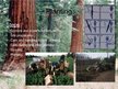 Prezentációk 'Reforestation Methods', 10.                