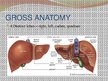 Prezentációk 'Liver - Anatomy and Functions', 3.                