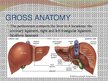 Prezentációk 'Liver - Anatomy and Functions', 4.                