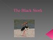 Prezentációk 'Lynx. Black Stork', 6.                
